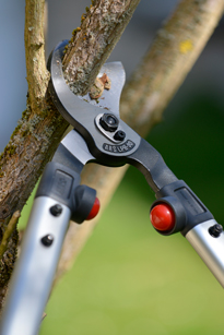 Taille Ebrancheur Mioulane NewsJardinTV Jardimiou PAMI 130424149