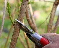 Taille Forsythia Mioulane NewsJardinTV Jardimiou 9N7B0030