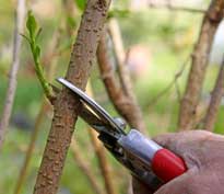 Taille Forsythia Mioulane NewsJardinTV Jardimiou 9N7B0030