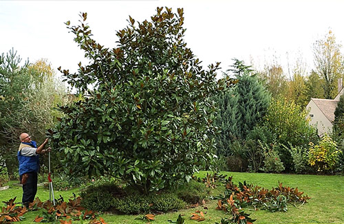 Magnolia taille Mioulane NewsJardinTV Jardimiou 