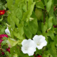 Calystegia sepium Mioulane NewsJardinTV Jardimiou NPM 2307514798