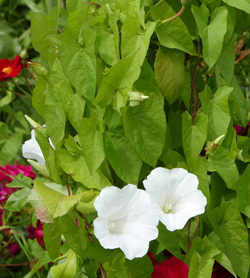 Calystegia sepium Mioulane NewsJardinTV Jardimiou NPM 2307514798