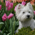 Chien Tulipe Aria Mioulane NewsJardinTV Jardimiou XY7S8199