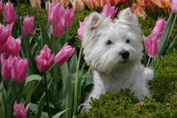 Chien Tulipe Aria Mioulane NewsJardinTV Jardimiou XY7S8199