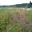 Friche Flore Sauvage DR