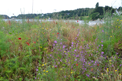 Friche Flore Sauvage DR