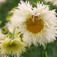 Leucanthemum Real Galaxy Mioulane NewsJardinTV Jardimiou 9N7B7500