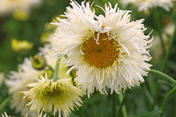 Leucanthemum Real Galaxy Mioulane NewsJardinTV Jardimiou 9N7B7500