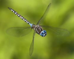 Libellule Vol Fauna