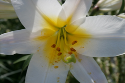 Lilium Mioulane NewsJardinTV Jardimiou NPM 84963118