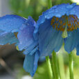 Meconopsis Betonicifolia Mioulane NewsJardinTV Jardimiou IMG 8236