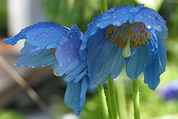 Meconopsis Betonicifolia Mioulane NewsJardinTV Jardimiou IMG 8236