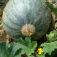 Melon Mioulane NewsJardinTV Jardimiou NPM 850329101