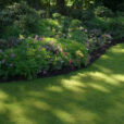 Pelouse Ombre Mioulane NewsJardinTV Jardimiou NPM 84811057