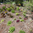 Permaculture PotagerMioulane NewsJardinTV Jardimiou P1140340