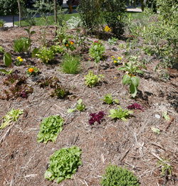 Permaculture PotagerMioulane NewsJardinTV Jardimiou P1140340