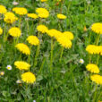 Pissenlit Taraxacum Mioulane NewsJardinTV Jardimiou NPM 90290613