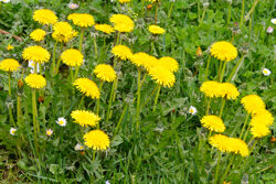 Pissenlit Taraxacum Mioulane NewsJardinTV Jardimiou NPM 90290613