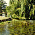 Riviere Saule Pleureur Fredy