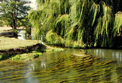 Riviere Saule Pleureur Fredy