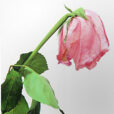 Rose fanee DR