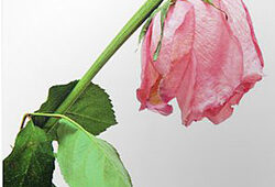 Rose fanee DR