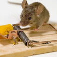 Souris Tapette Fauna