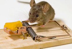 Souris Tapette Fauna