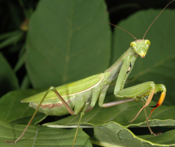 mantis religiosa Fauna