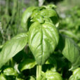 Basilic Grand Vert Mioulane NewsJardinTV Jardimiou NPM 850324339