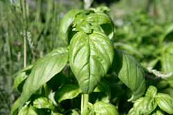 Basilic Grand Vert Mioulane NewsJardinTV Jardimiou NPM 850324339