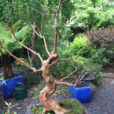 Bonsai LagerstroemiaMioulane NewsJardinTV Jardimiou IMG 5212