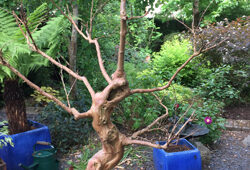 Bonsai LagerstroemiaMioulane NewsJardinTV Jardimiou IMG 5212
