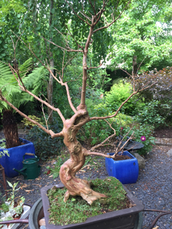 Bonsai LagerstroemiaMioulane NewsJardinTV Jardimiou IMG 5212