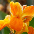 Canna Mioulane NewsJardinTV Jardimiou NPM 719515761