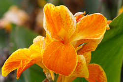 Canna Mioulane NewsJardinTV Jardimiou NPM 719515761