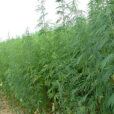 Chanvre Textile Cannabis sativa Jeff