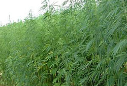 Chanvre Textile Cannabis sativa Jeff