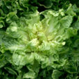 Chicoree scarole Mioulane NewsJardinTV Jardimiou NPM 850414237