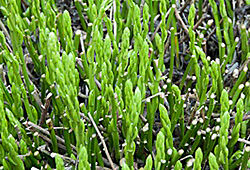 Danae racemosa Flora