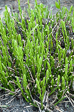 Danae racemosa Flora