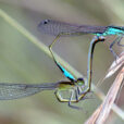Demoiselle Agrion Accouplement LeBrusq
