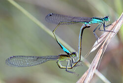 Demoiselle Agrion Accouplement LeBrusq