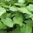 Fallopia japonica renouee Mioulane Jardimiou NewsJardinTV NPM 2307515842