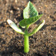 Germination Haricot Flora IMG 5095