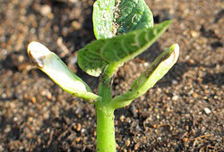 Germination Haricot Flora IMG 5095