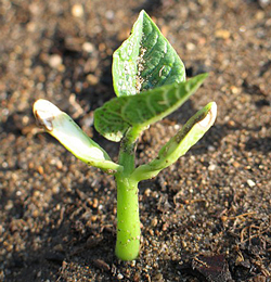 Germination Haricot Flora IMG 5095