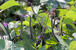 Haricot Violet Mioulane NewsJardinTV Jardimiou NPM 914377165