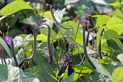 Haricot Violet Mioulane NewsJardinTV Jardimiou NPM 914377165