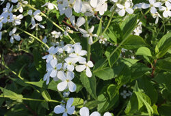 Hesperis matronalis Mioulane NewsJardinTV Jardimiou IMG 5031
